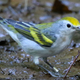 Burket’s three-in-one warbler.